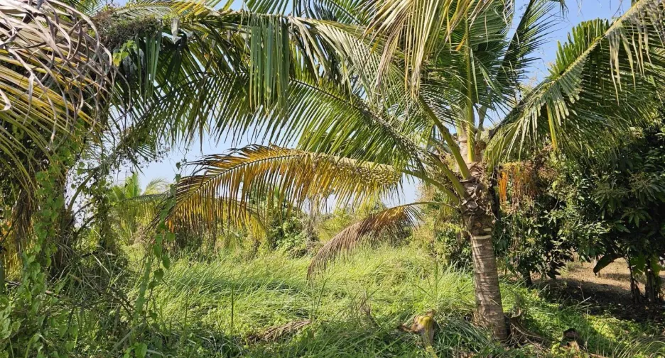 For sale land in Mueang Phitsanulok, Phitsanulok