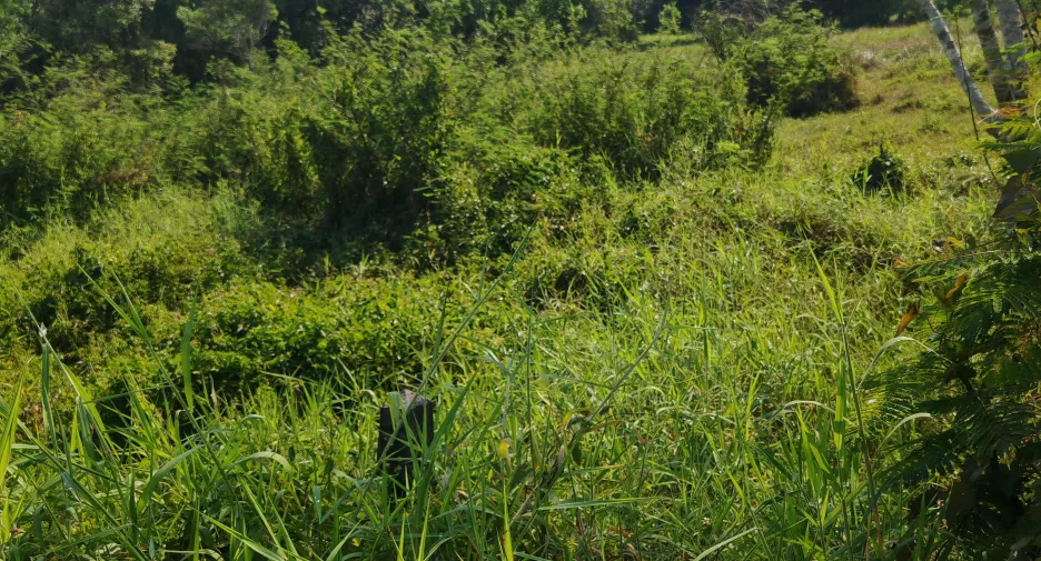 À vendre terrain à Mueang Prachinburi, Prachin Buri