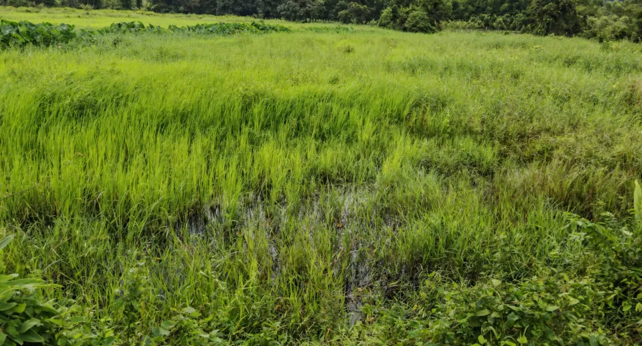 À vendre terrain à Mueang Prachinburi, Prachin Buri