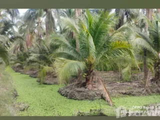 ขาย ที่ดิน ใน ดำเนินสะดวก, ราชบุรี
