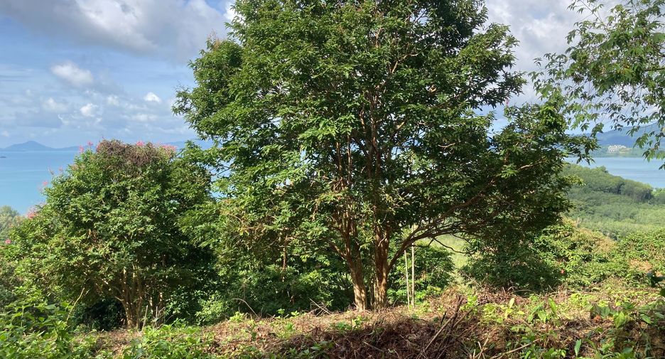 For sale land in Thalang, Phuket
