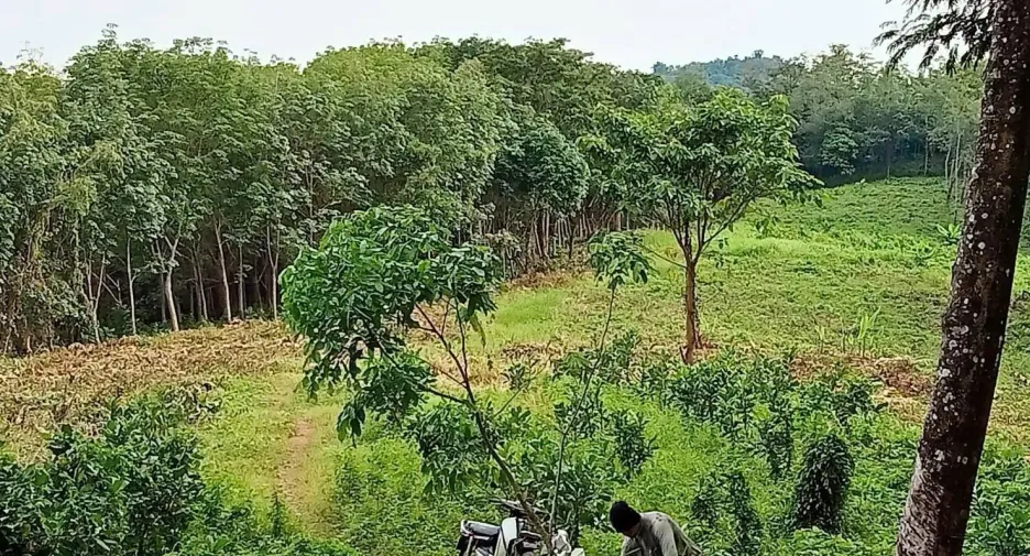For sale land in Mueang Phuket, Phuket
