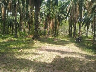 For sale land in Mueang Krabi, Krabi