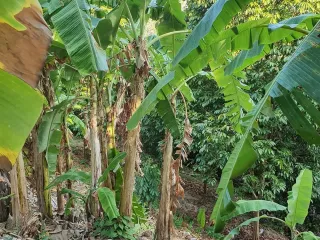 For sale land in Kathu, Phuket
