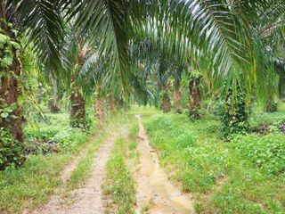For sale land in Thai Mueang, Phang Nga