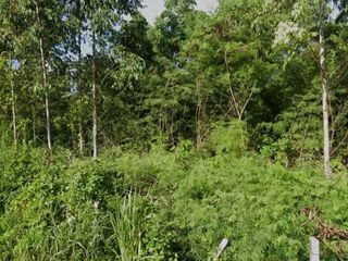 ขาย ที่ดิน ใน กะทู้, ภูเก็ต