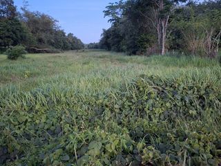 For sale land in Thalang, Phuket
