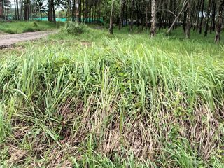 Terreno en venta en Thalang, Phuket