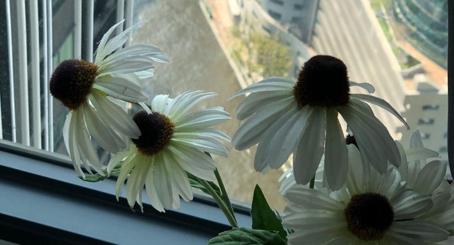 For rent studio condo in Pathum Wan, Bangkok