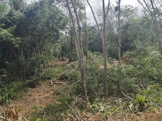 ขาย ที่ดิน ใน เมืองภูเก็ต, ภูเก็ต