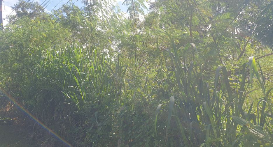 For sale land in Mueang Phuket, Phuket