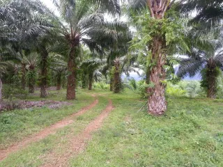 出售 土地 在 Khura Buri, Phangnga