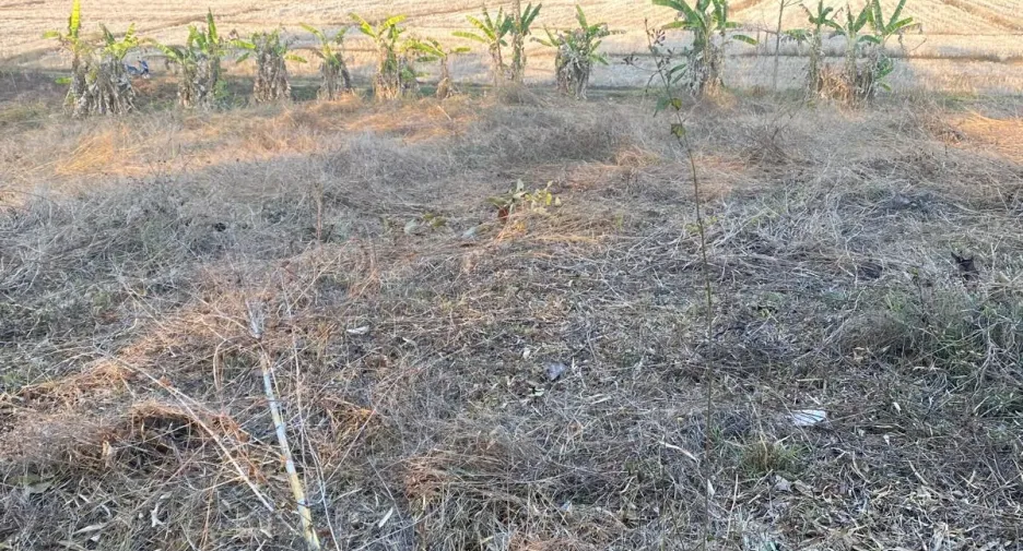 Terreno en venta en Thoeng, Chiang Rai