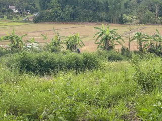 For sale land in Thoeng, Chiang Rai