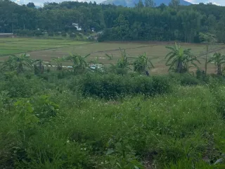 For sale land in Thoeng, Chiang Rai