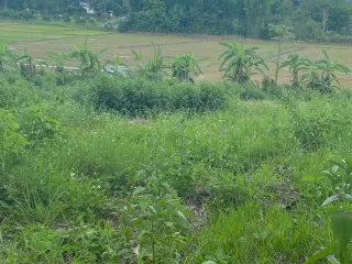 For sale land in Thoeng, Chiang Rai