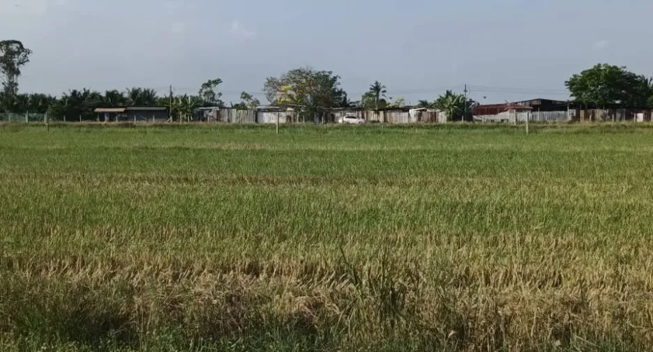 出售 土地 在 Lam Luk Ka, Pathum Thani