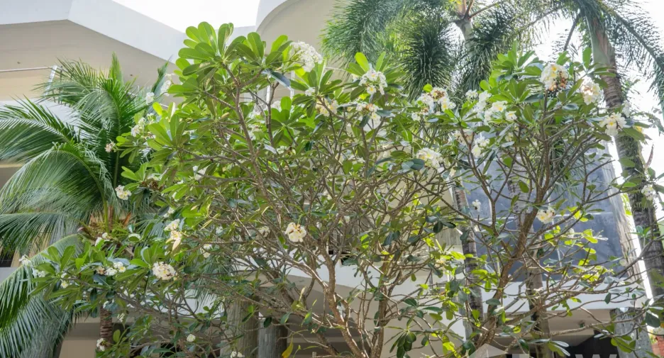 For sale and for rent 1 bed condo in Mueang Phuket, Phuket