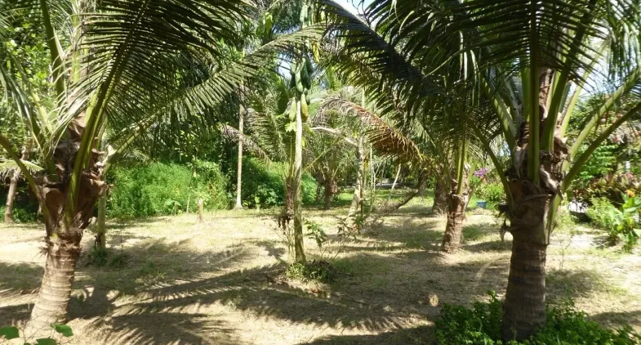 For sale land in Ao Luek, Krabi
