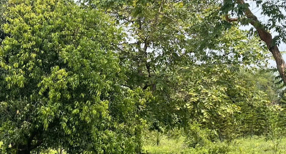 For sale land in Mueang Prachinburi, Prachin Buri