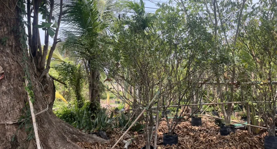 For sale land in Mueang Prachinburi, Prachin Buri