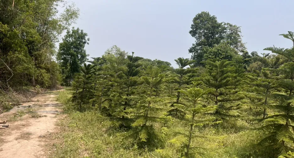 For sale land in Mueang Prachinburi, Prachin Buri