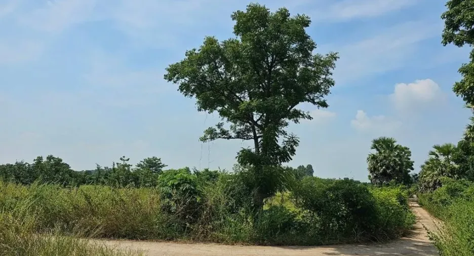 For sale land in Lam Sonthi, Lopburi