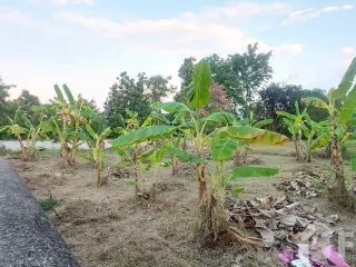 出售 土地 在 Saraphi, Chiang Mai