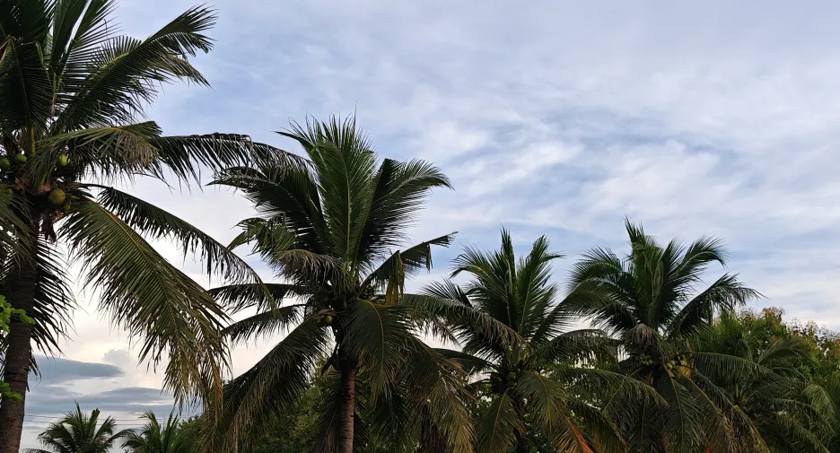 For sale land in Mueang Lamphun, Lamphun