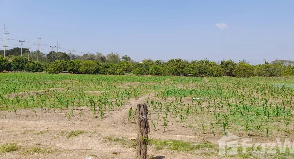 出售 土地 在 Mueang Lamphun, Lamphun