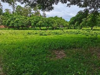 For sale land in San Kamphaeng, Chiang Mai