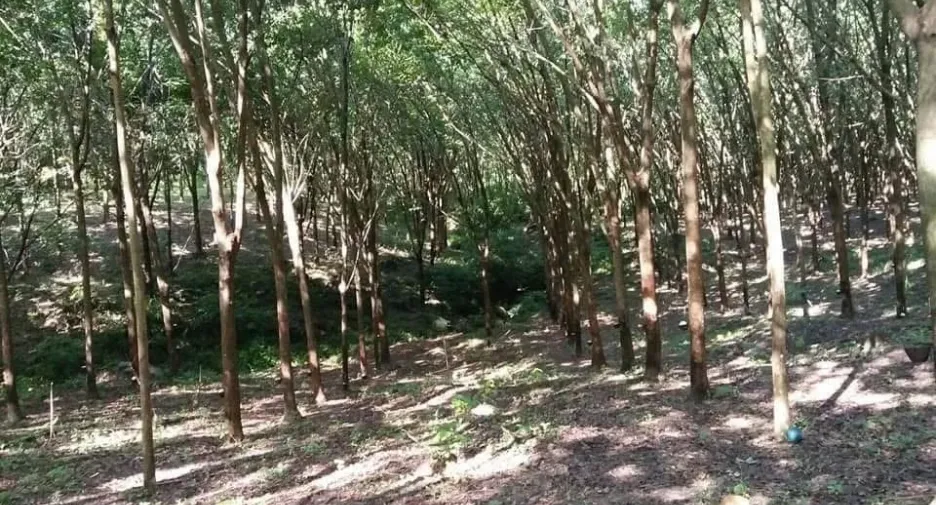 出售 土地 在 Khanom, Nakhon Si Thammarat