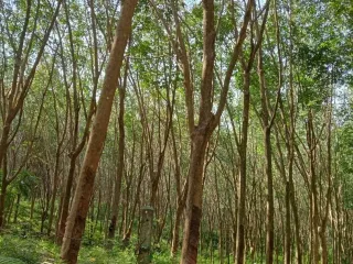 For sale land in Khanom, Nakhon Si Thammarat