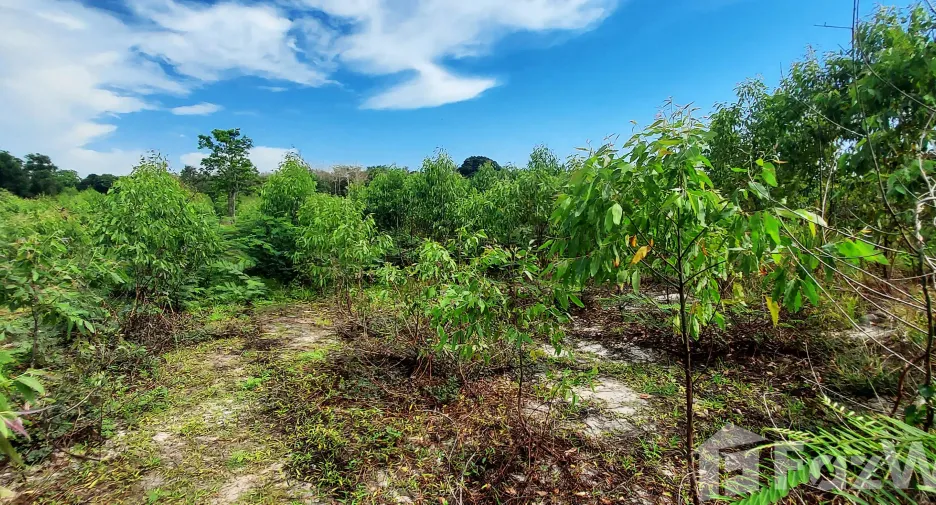 For sale land in Klaeng, Rayong
