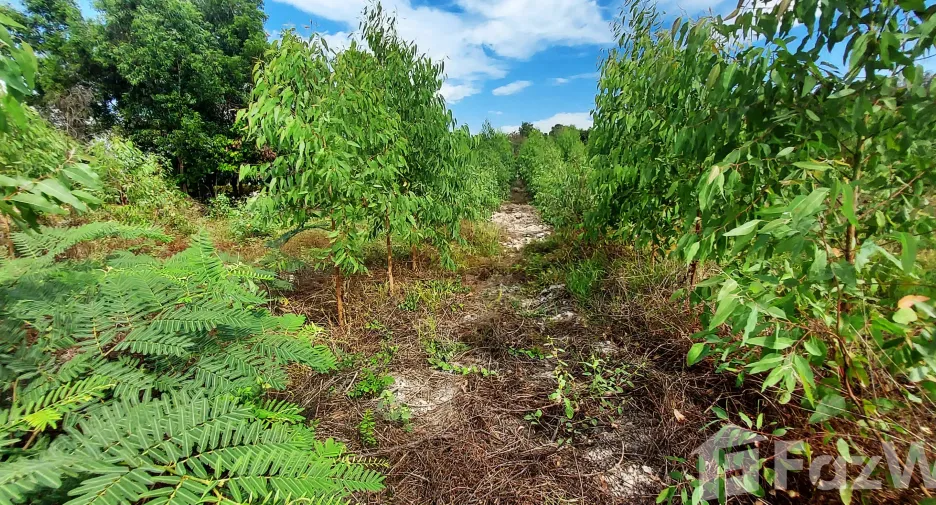 For sale land in Klaeng, Rayong