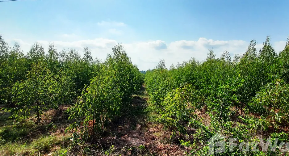 For sale land in Klaeng, Rayong