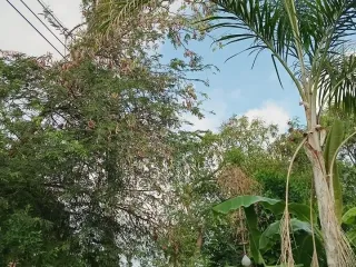 出售 4 卧室 独立屋 在 Bang Bo, Samut Prakan