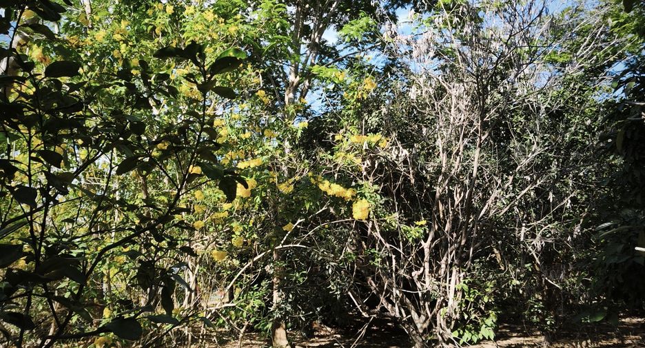 For sale land in Thep Sathit, Chaiyaphum