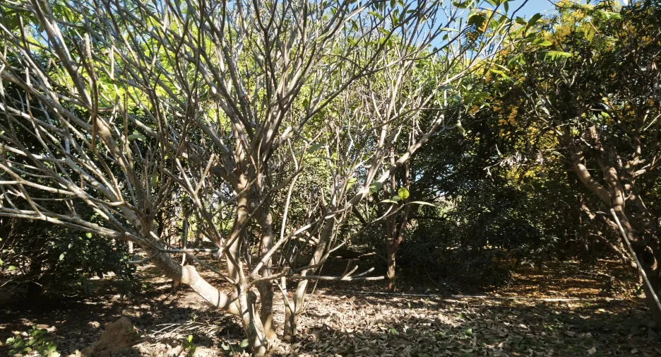 For sale land in Thep Sathit, Chaiyaphum