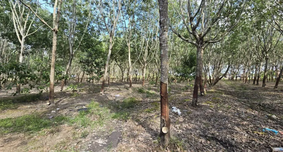 For sale land in Klaeng, Rayong