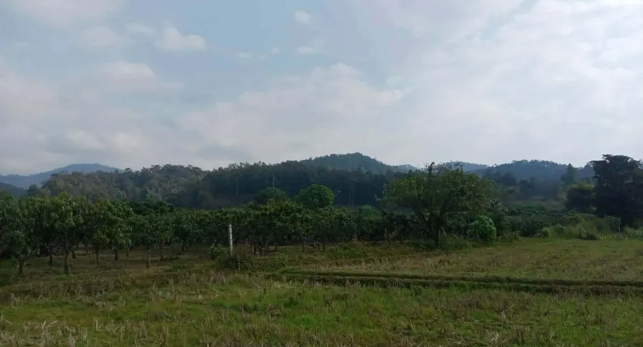 For sale land in Phrao, Chiang Mai