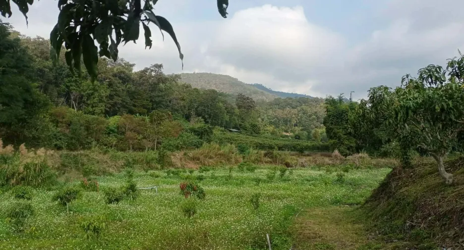 For sale land in Phrao, Chiang Mai