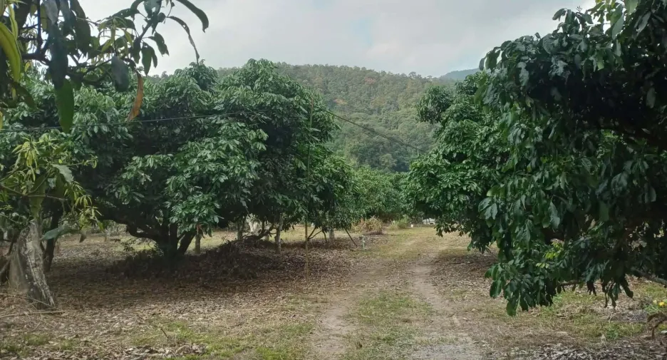 For sale land in Phrao, Chiang Mai
