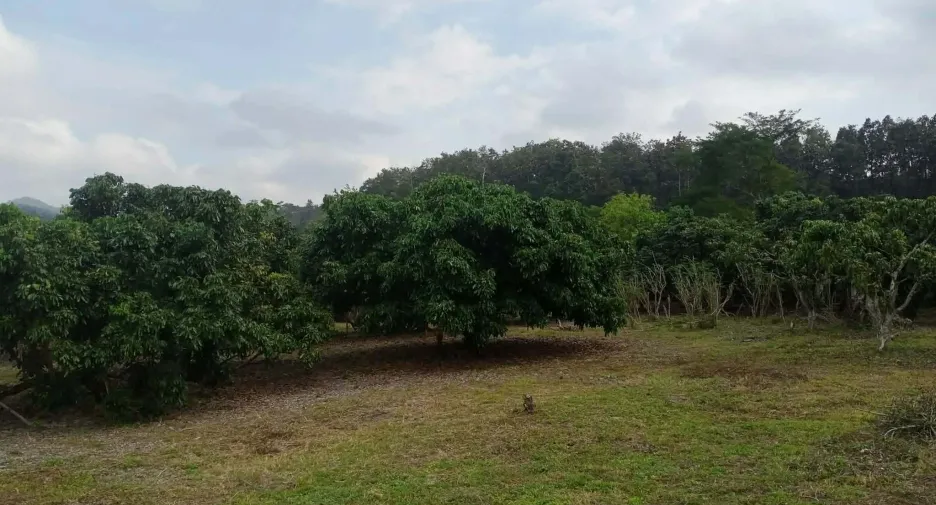 For sale land in Phrao, Chiang Mai