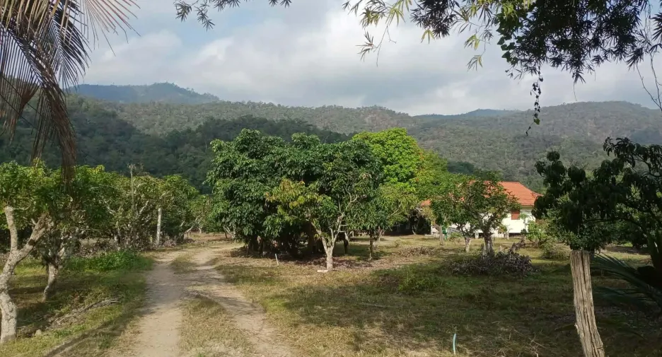 For sale land in Phrao, Chiang Mai