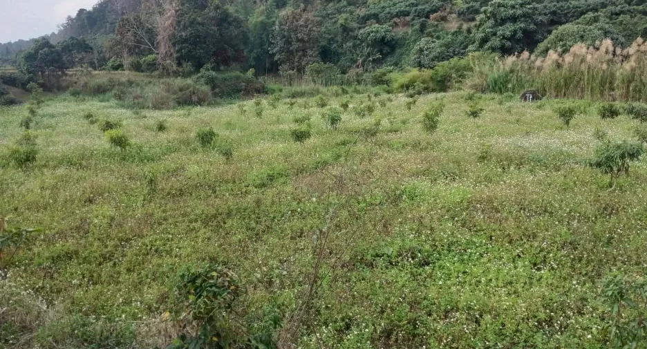For sale land in Phrao, Chiang Mai