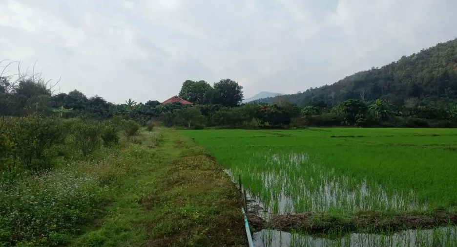 For sale land in Phrao, Chiang Mai