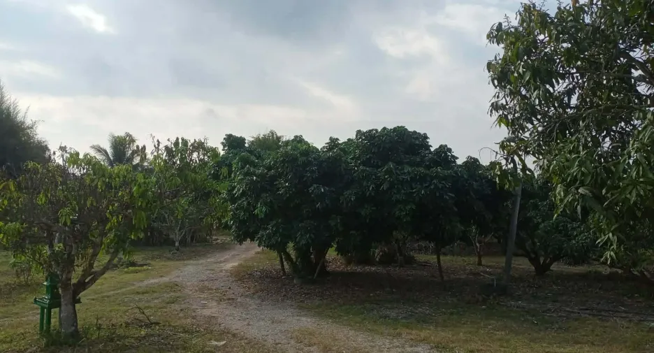For sale land in Phrao, Chiang Mai