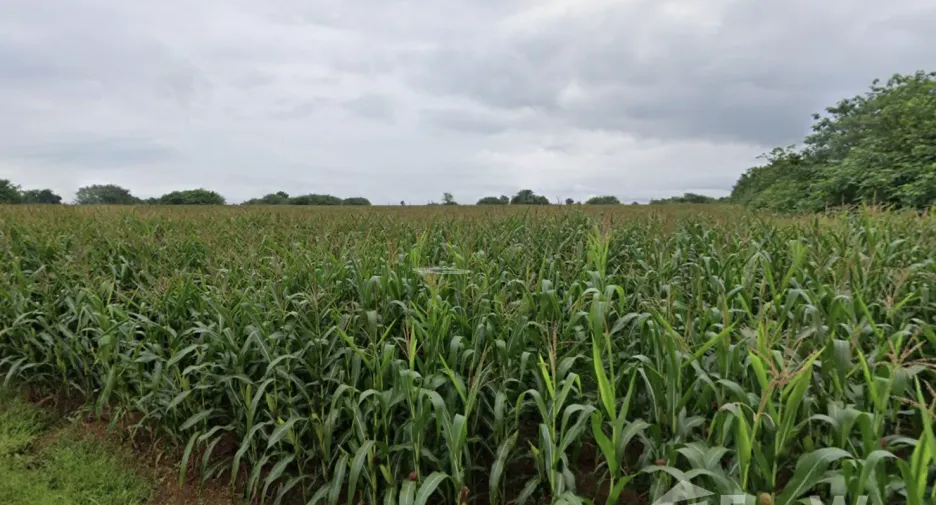 For sale land in Muak Lek, Saraburi