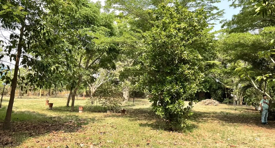 For sale land in San Pa Tong, Chiang Mai